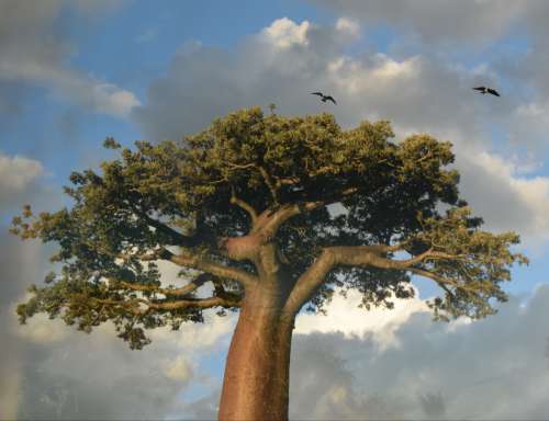 baobab, environment, nature, beautiful landscape, cloud, foliage, bird, sky, ecology, tree