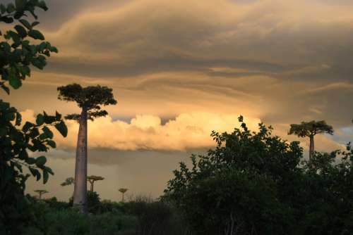 night, baobab, environment, nature, beautiful landscape, cloud, bush, forest, grass, sunset