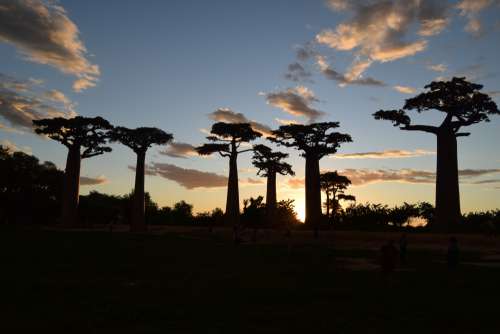 night, baobabs, bush, forest, landscape, sunset, flora, vegetation, trees, sky