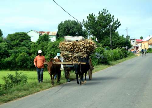 road, horses, local transport, bundles of wood on donkey\'s back, people, men, merchants, traders, trees