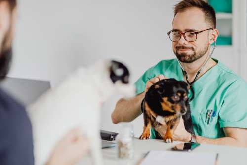 Young male doctor with dog - vet