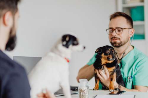 Young male doctor with dog - vet