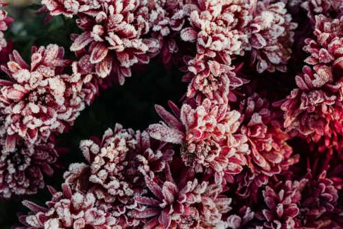 Morning frost on plants