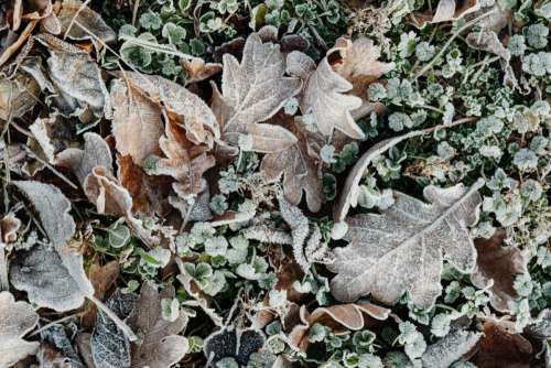 Morning frost on plants