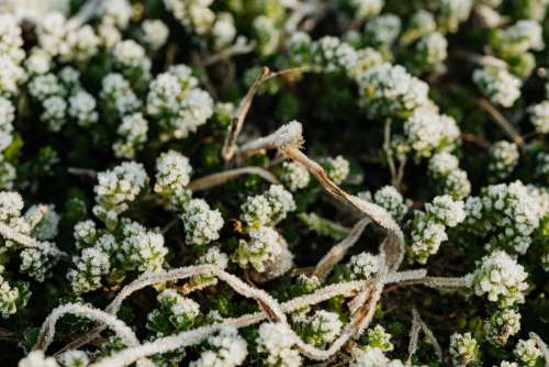 Morning frost on plants