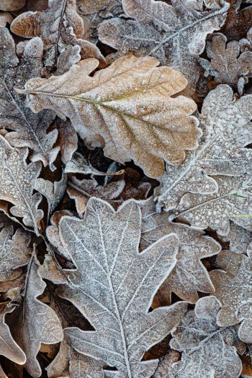 Morning frost on plants