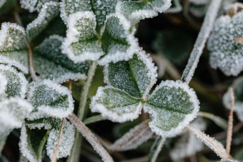 Morning frost on plants