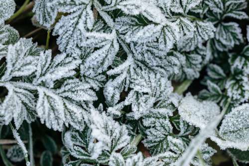 Morning frost on plants