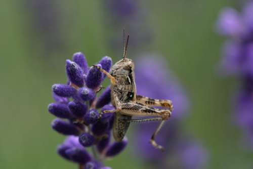 Grasshopper Insect Free Photo