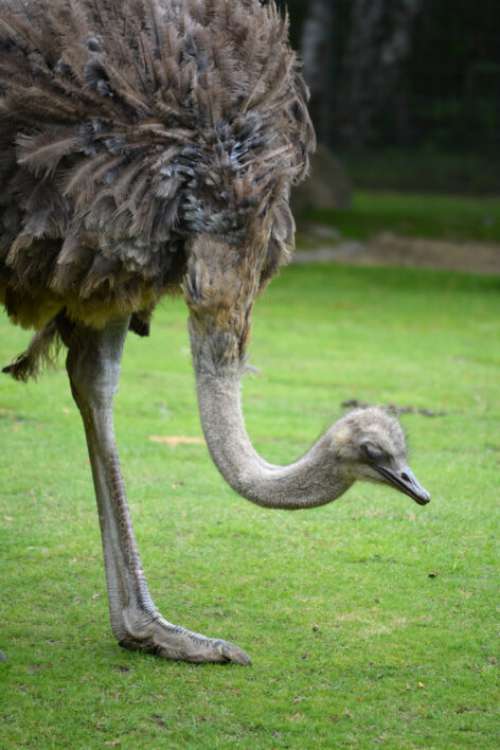 Ostrich Bird Free Photo