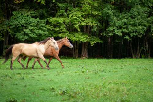 Horses Pasture Free Photo