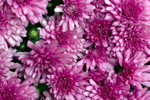 Flowers Background Pink Free Photo