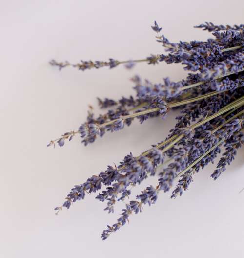 Detailed Image Of Dried Lavender Photo