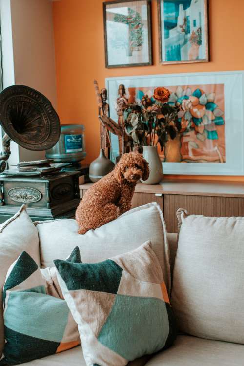 Cute Brown Puppy Sitting In Orange Living Room Photo