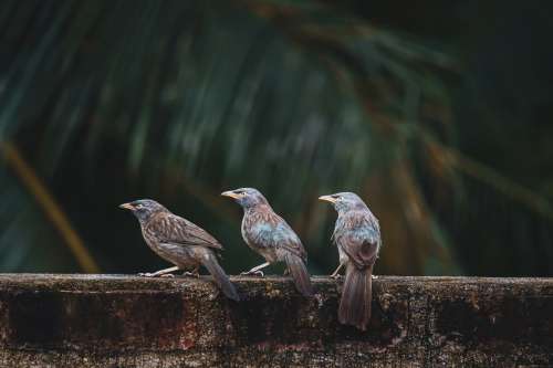 Three Grey And Brown Birds Photo