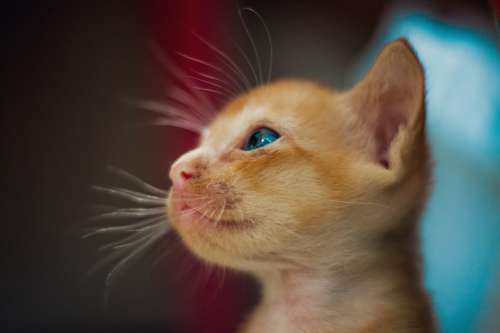Tiny Orange Kitten With Blue Eyes Photo
