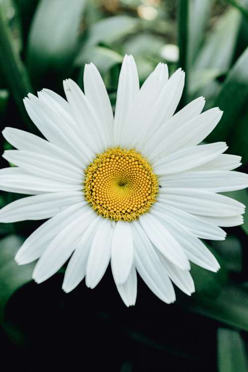 Close Up Of A Daisy With Yellow Center Photo