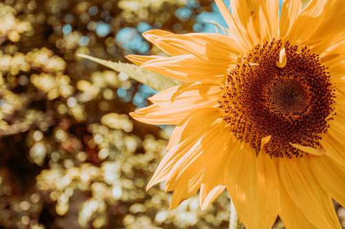 Sunflower Fills Center Of A Frame Photo