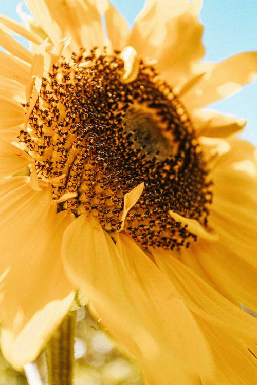 Sunflower Looks Up Towards The Sun Photo