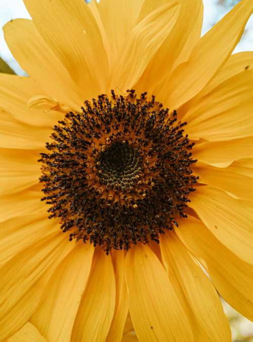 Close Up Of A Yellow Flower Detail Photo