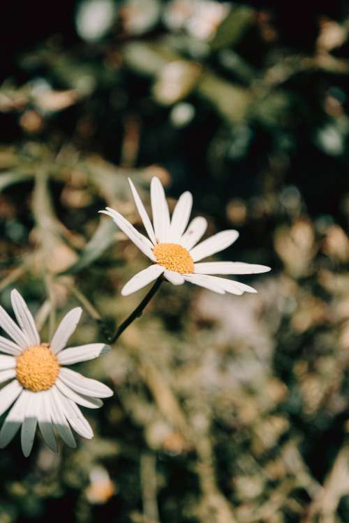 Two White Daisies In A Green Field Photo