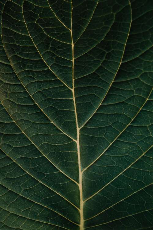 Dark Green Leaf Showing The Details Photo