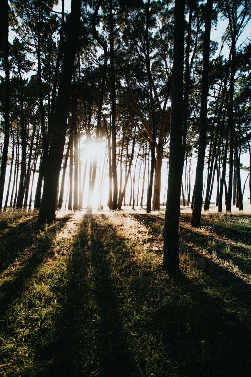 Sunbeams Rising Through Forest Trees Photo
