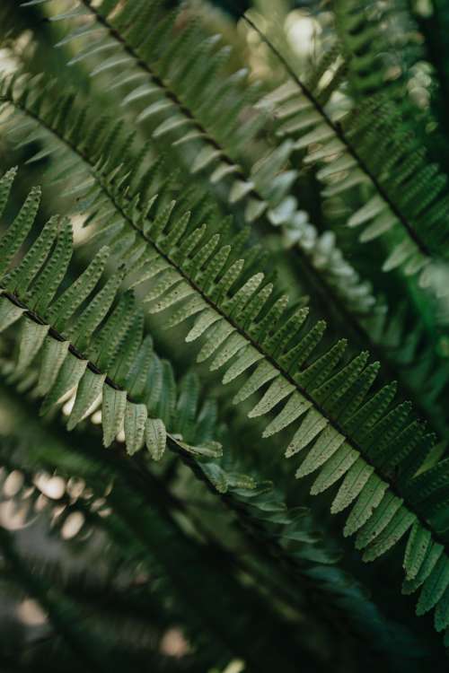 Green Fern Leaves Fill Frame Photo