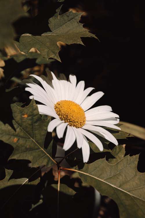 Wild White Daisy With Green Leaves Photo
