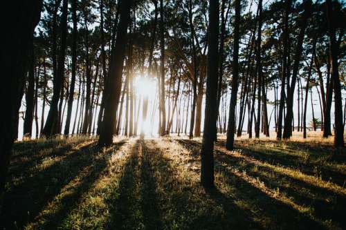 Sunrise Creates Light Rays Through A Forest Photo