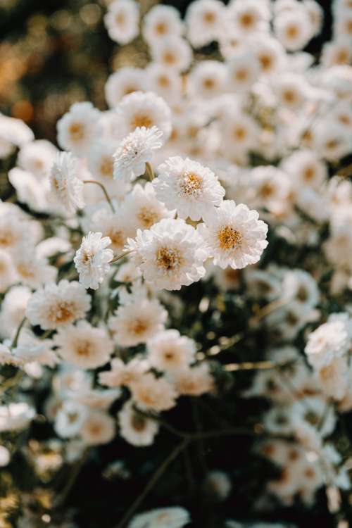 Small White Flowers In A Bunch Photo