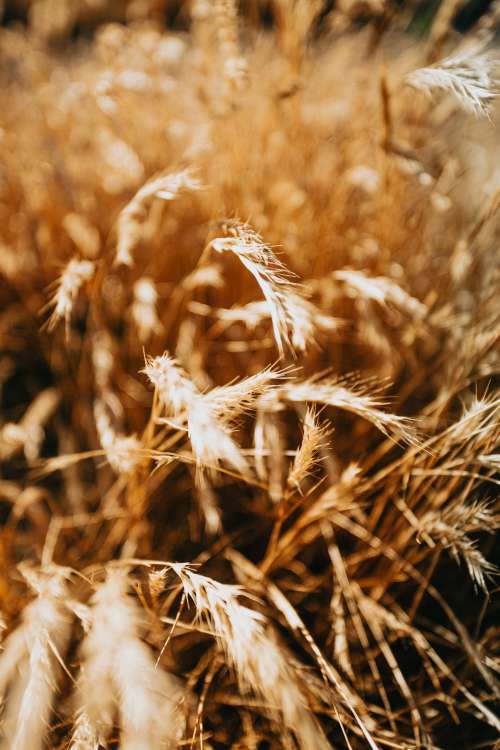 Field Of Golden Wheat Photo