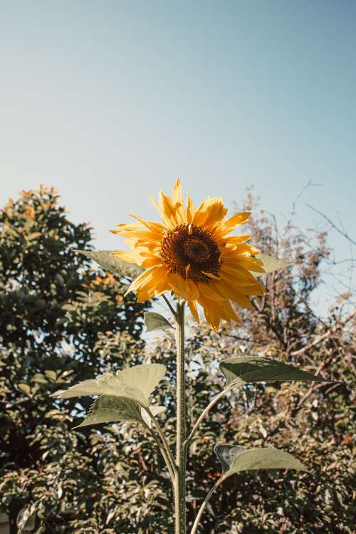 Tall Yellow Sunflower Below Clear Sky Photo