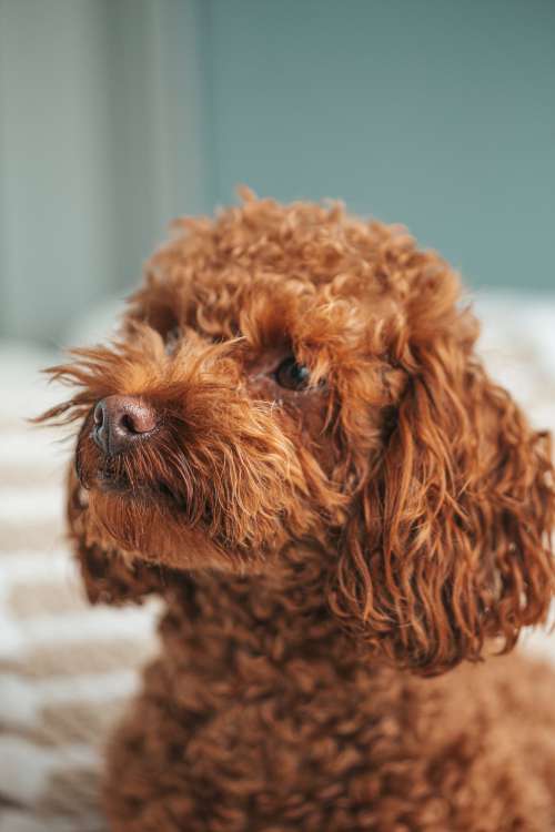 Brown Puppy Portrait Looking Left Photo