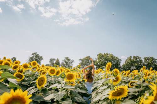 Person Standing In Sunflower Field Photo