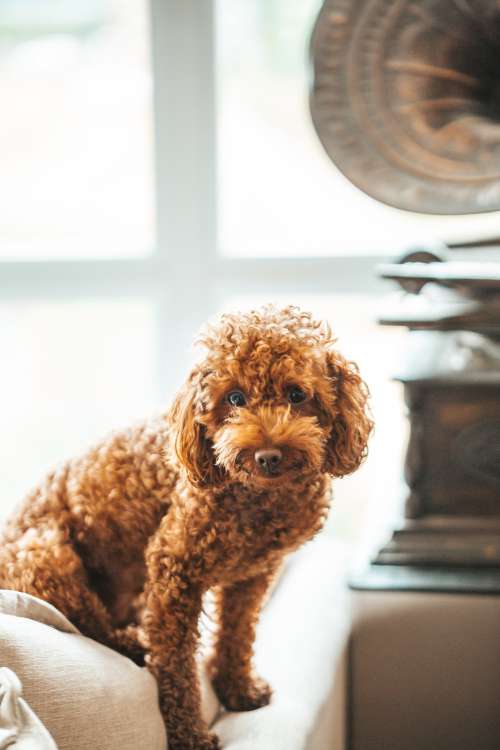 Brown Dog Sitting Next To Vintage Record Player Photo