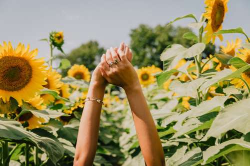 Hands Reach High In A Sunflower Field Photo