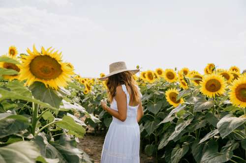 Person In White Dress Walks Through A Sunflower Field Photo