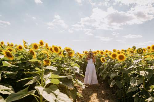 Photographer Frames Their Photo In A Sunflower Field Photo