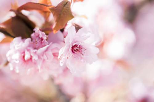A Dreamy Close Up Of A Cherry Blossom Photo