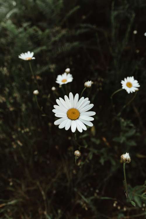 Some Beautiful Wild Daisies Photo