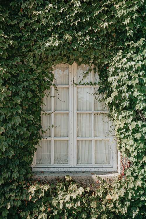 White Window Panes and Green Vines Photo