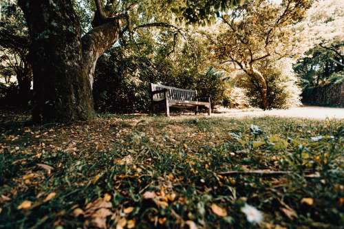 Bench Under A Green Tree Photo