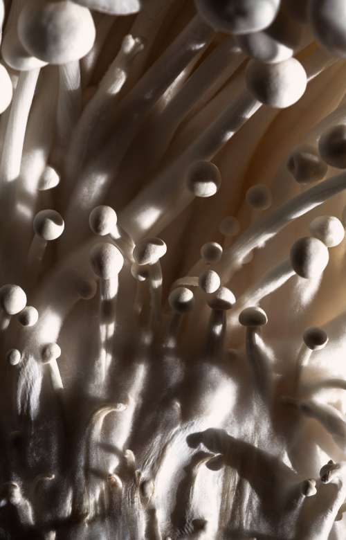 Close Up Of Mushroom Texture Photo