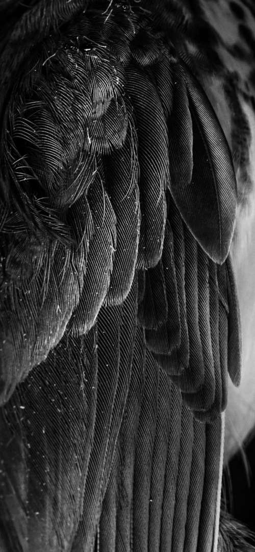 Monochrome Close Up Of Feathers Photo