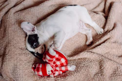 French Bulldog puppy chewing on a plush snowman 3