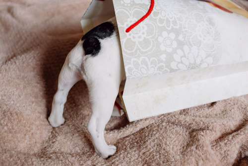 French Bulldog puppy hiding in a gift bag 2