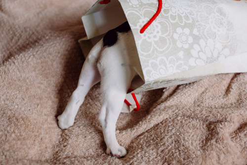 French Bulldog puppy hiding in a gift bag 3