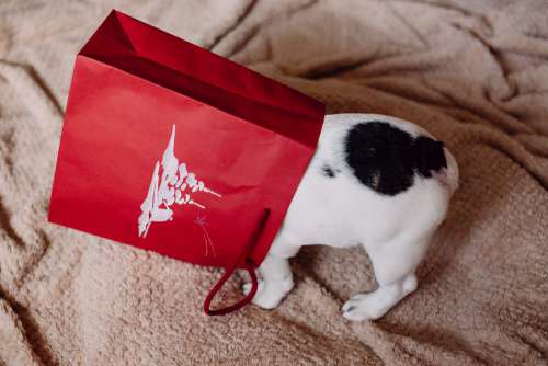 French Bulldog puppy hiding in a gift bag 4