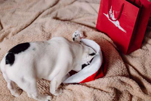 French Bulldog puppy hiding in a Santa hat 2
